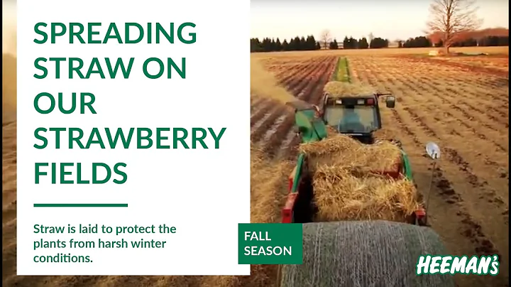 Spreading Straw on Our Strawberry Fields