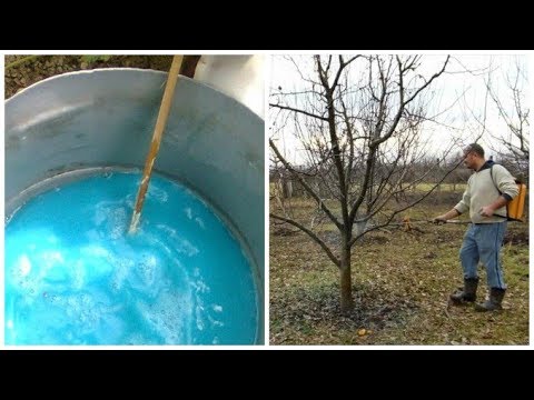Video: Sulfat De Cupru Pentru Prelucrarea Copacilor: Cum Să-l Prelucrați Primăvara și Vara? Cum Se Diluează Pentru Pulverizare? Dozarea Pentru Afide