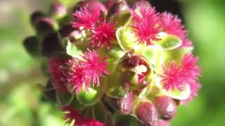 The Health Benefits Of Salad Burnet Herb