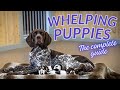 Complete Guide To Whelping A Litter Of Puppies