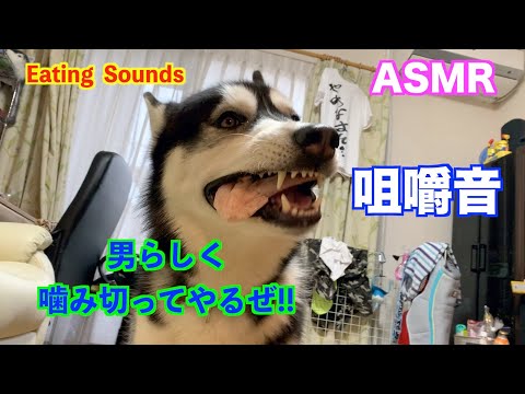 【犬の咀嚼音】ASMR 男らしく手羽先を噛み切り豪快に食べる!! シベリアンハスキーふうま　　Eating Sounds  【シベリアンハスキー】  #シベリアンハスキー #咀嚼音