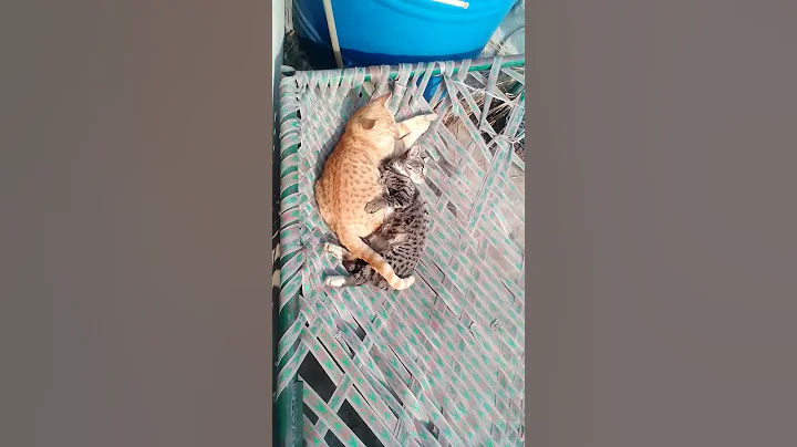 Watch the video about Cute Cat Whatsapp Status||Beautiful Cat's Relationship Status||New Cat Goals||Cat love Status