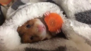 Hamsters eating