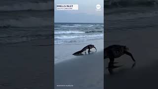 Alligator spotted strolling on South Carolina beach