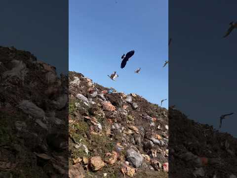 Millie The Harris Hawk Catches A Gull Falconry Birdhunting Birdsofprey Harrishawk Hawk Hunting