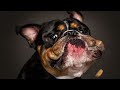 Funny Bulldog Compilation! 🤣 Part 1