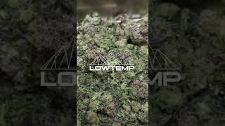 Step by Step Solventless Production with Lowtemp