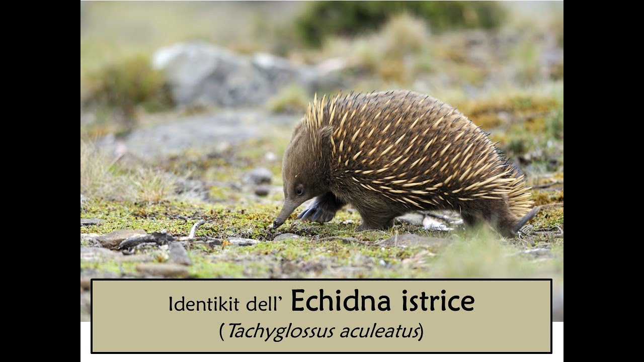Echidna istrice (Tachyglossus aculeatus)