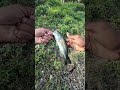 Lunchtime Fishing Pt 4 #bankpressure #fishingshorts #bassfishing #fishingvlog
