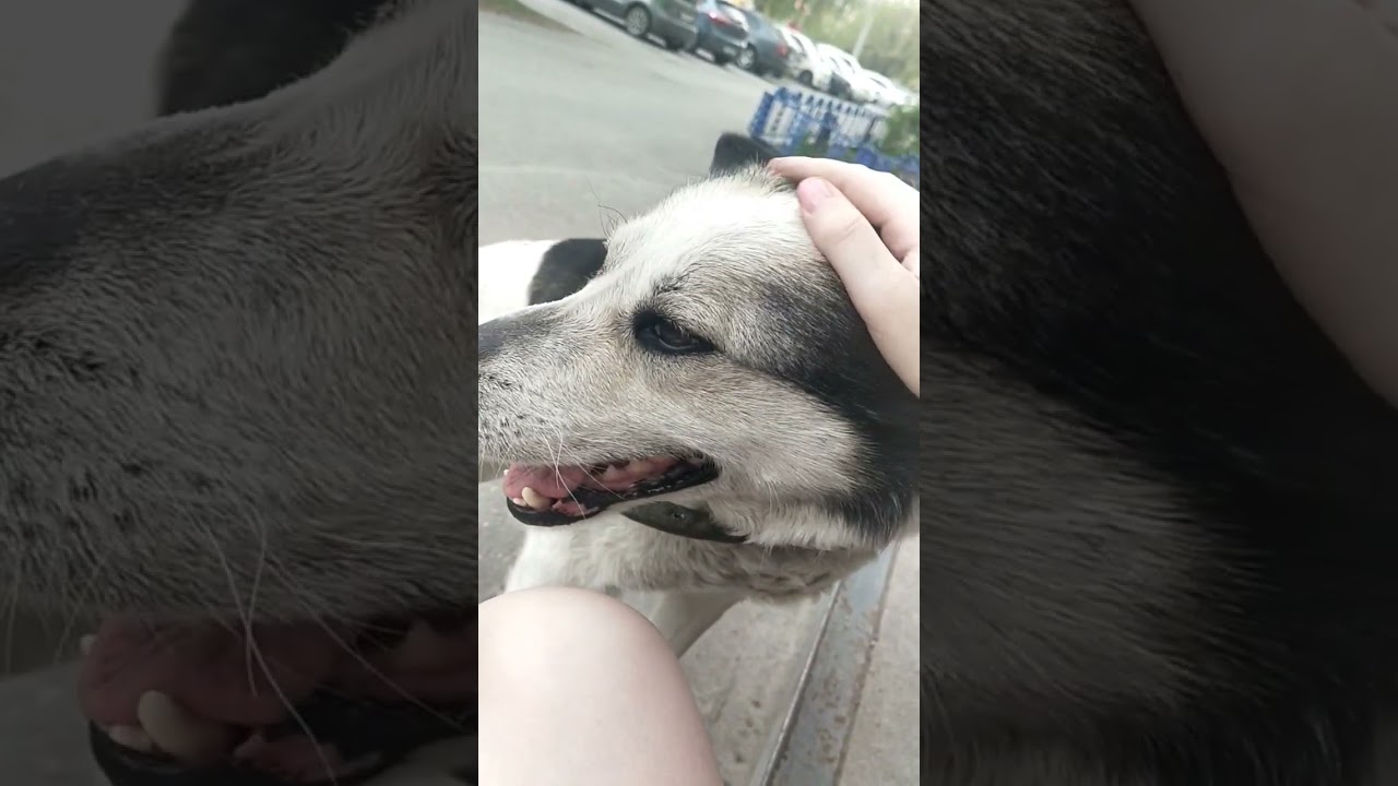 ПОСТАВЬ ЛАЙК 🥺🤎|| 