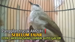 Trucuk BETINA memanggil Jantan Suara Birahi Ngecuplik 100% pancingan trucukan gacor agar BUNYI EMOSI
