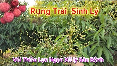 VẢI THIỀU LỤC NGẠN ĐẬU QUẢ PHUN XỬ LÍ SÂU BỆNH THẾ NÀO I Nui Doi Luc Ngan 98