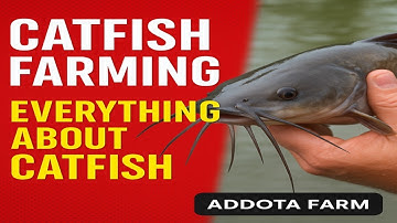 “How to Start a Profitable Catfish Farm in Nigeria (Step-by-Step Guide for Beginners)”