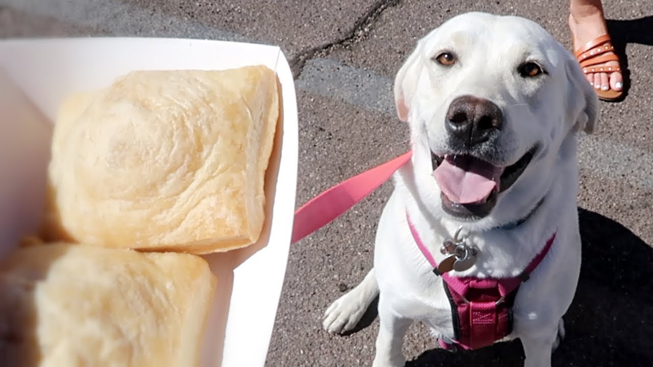 Labrador Daisy Duke Goes To The Farmers Market Youtube
