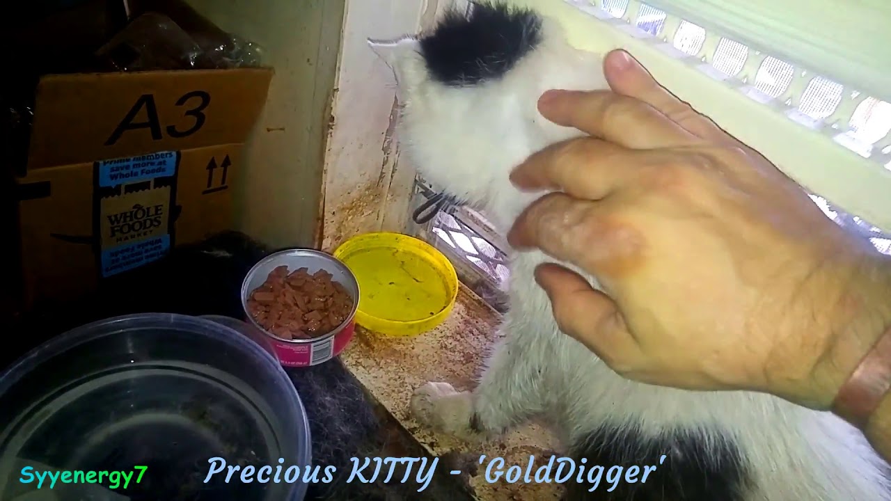 Colostrum LD Update, Healing Precious KITTY