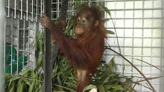 Baby Orangutan Rescued From Tether