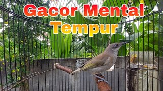 MAsteran Burung Kicau Cucak Kombo Tembakan Rapat / Kecial Kombo Lombok Gacor Mental Tempur screenshot 5