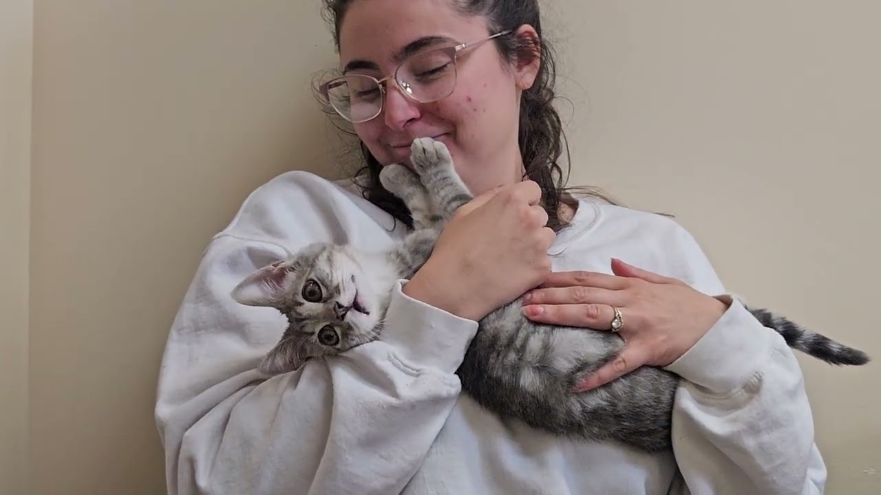 Shelter Kittens Mob Volunteer in Middle of Battle With Evil Flying Demon Mouse! [REAL]