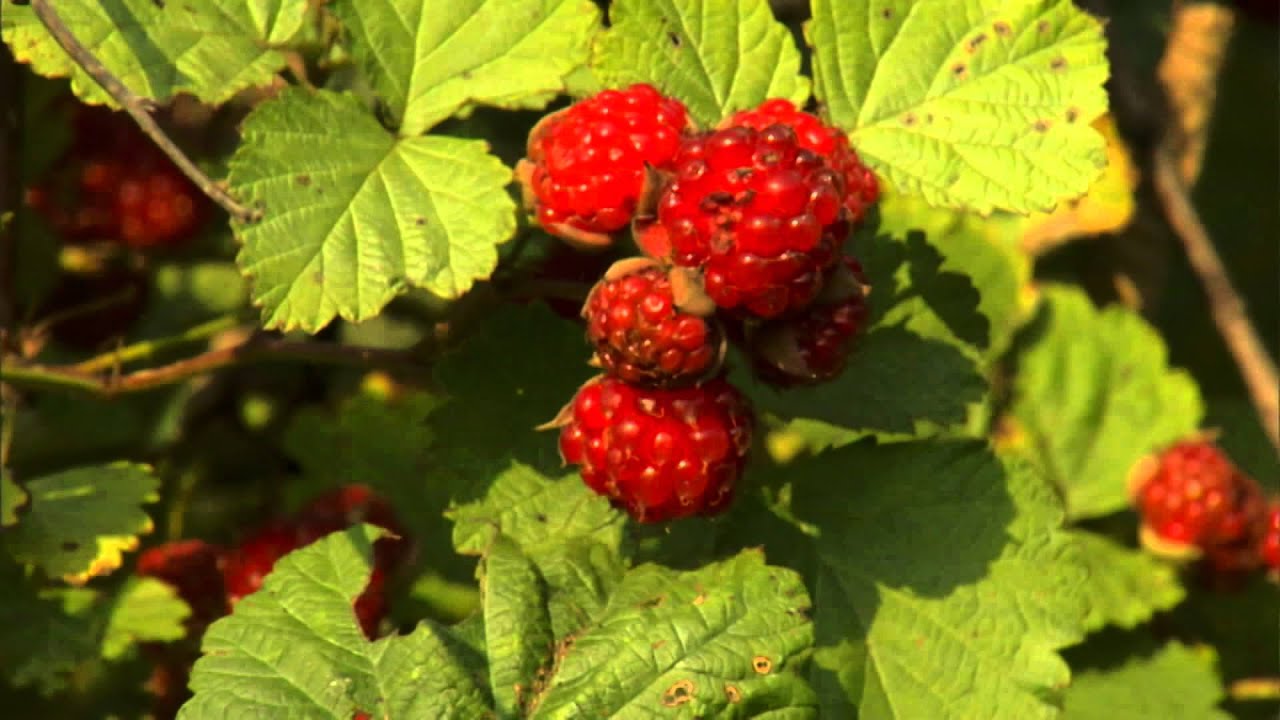 How to Plant Raspberries | P. Allen Smith Classics - YouTube