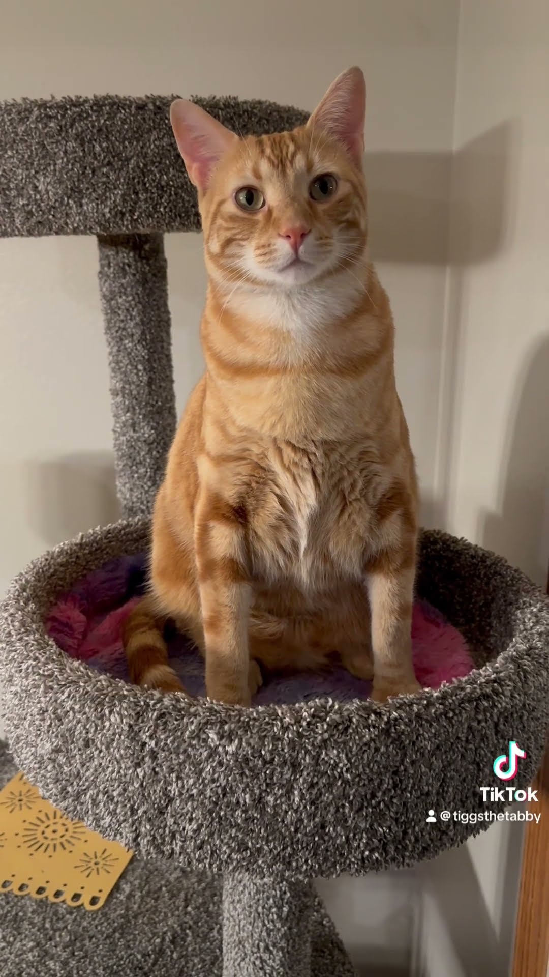 That was rude!😂 #viral #funnycats #orangecat #cats #humor #funny # ...