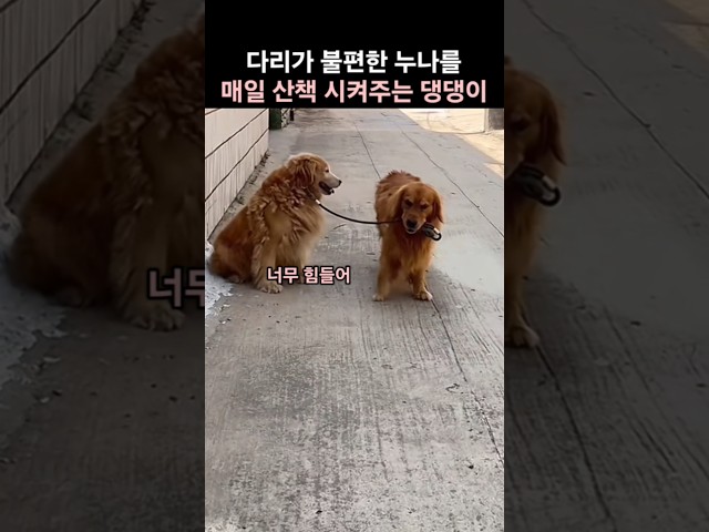 다리가 불편한 누나를 매일 산책 시켜주는 동생 댕댕이