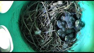 Ostdrossel wren nest cam live