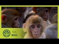 Divided We Stand - Monkey Thieves S2 1/13 - The Secrets of Nature