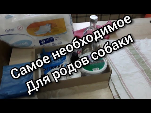 Ждем Щенков. Йорк / Самое необходимое для Родов в домашних Условиях / 58 дней беременности