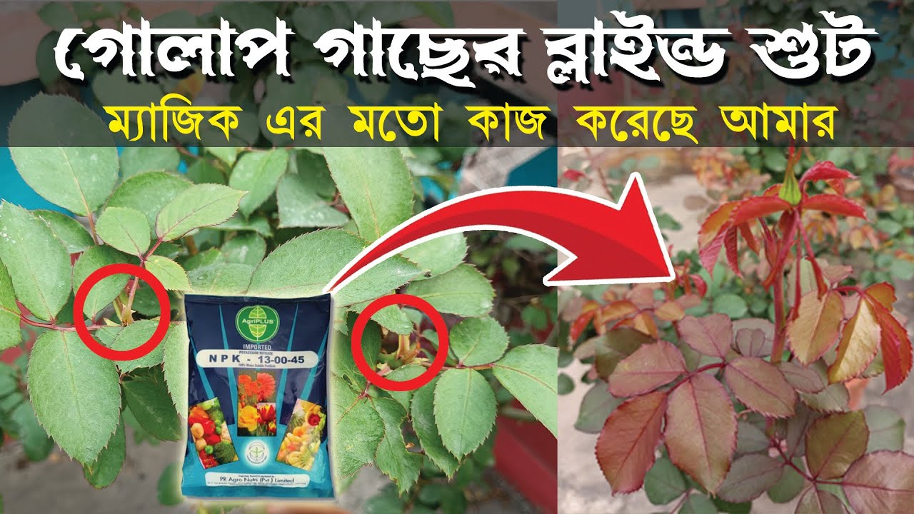 Blind Shoot Rose Plant | Bagan Bari Bapan