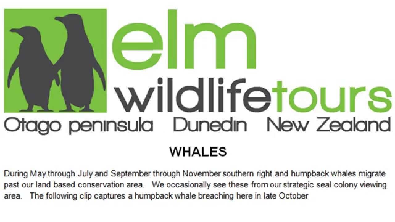 Elm Wildlife Tours - Humpback whale breaching
