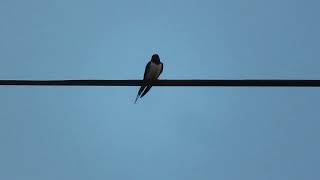 Download Lagu Swallow Hunt MP3