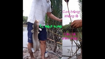 Mồi câu cá ngát siêu nhạy, mồi trùng lá câu là dính đủ cá loại cá |cau ca ngat song