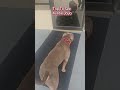 Nova Loves To Visit One Of His Favorite Aunties рџђѕрџђ вќ пёЏ Adorabledog Americanbullybreed Nova Loves To Visit One Of His Favorite Aunties рџђѕрџђ вќ пёЏ Adorabledog Americanbullybreed