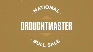 Droughtmaster National Bull Sale 2022