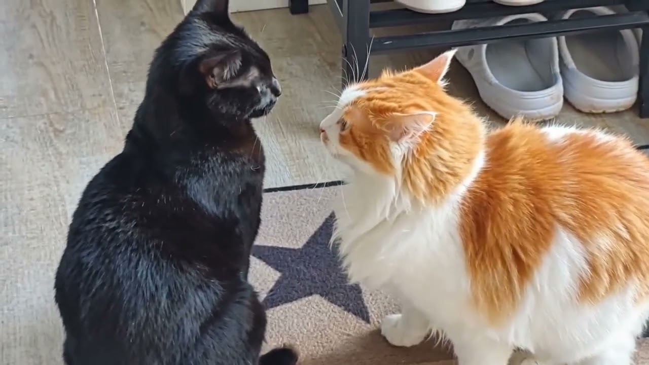 GINGER & PEPPER CAUSENT