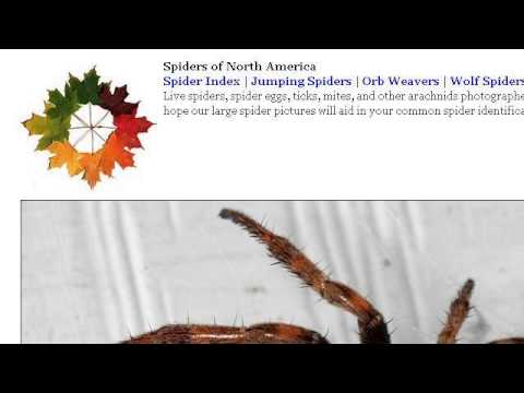 camera iphone 8 plus apk Large And Common Spiders Of Illinois