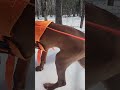 Rhodesian Ridgeback Puppy 16 weeks blood tracking training.
