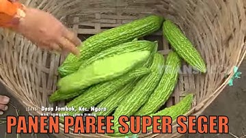 Asiknya Membantu Kakak Panen Pare | BOCAH PETUALANG