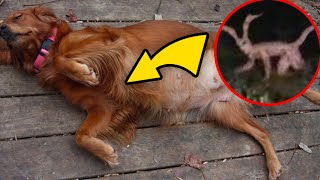 This Dog's Pregnancy Story Baffled Everybody *Vets Left Stunned*