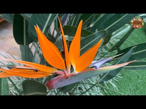 Vídeo: Flor de avelã imperial: foto, plantio e cuidados
