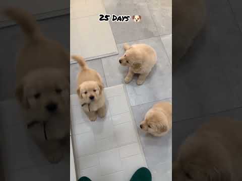 25 Days Vs