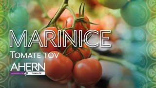 Marinice - Tomate Tov