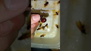 Nem Todas As Tanajuras Vivem .