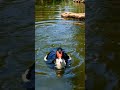 Duck fun in the water #shorts #shortvideo #nature #wildlife #birds #duck