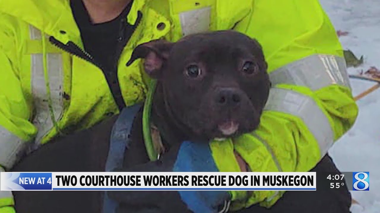 Dog rescued after getting stuck under shipping container - YouTube