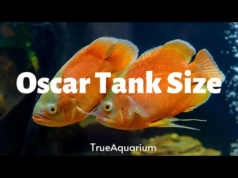 Oscar Tank Size - Complete FAQs