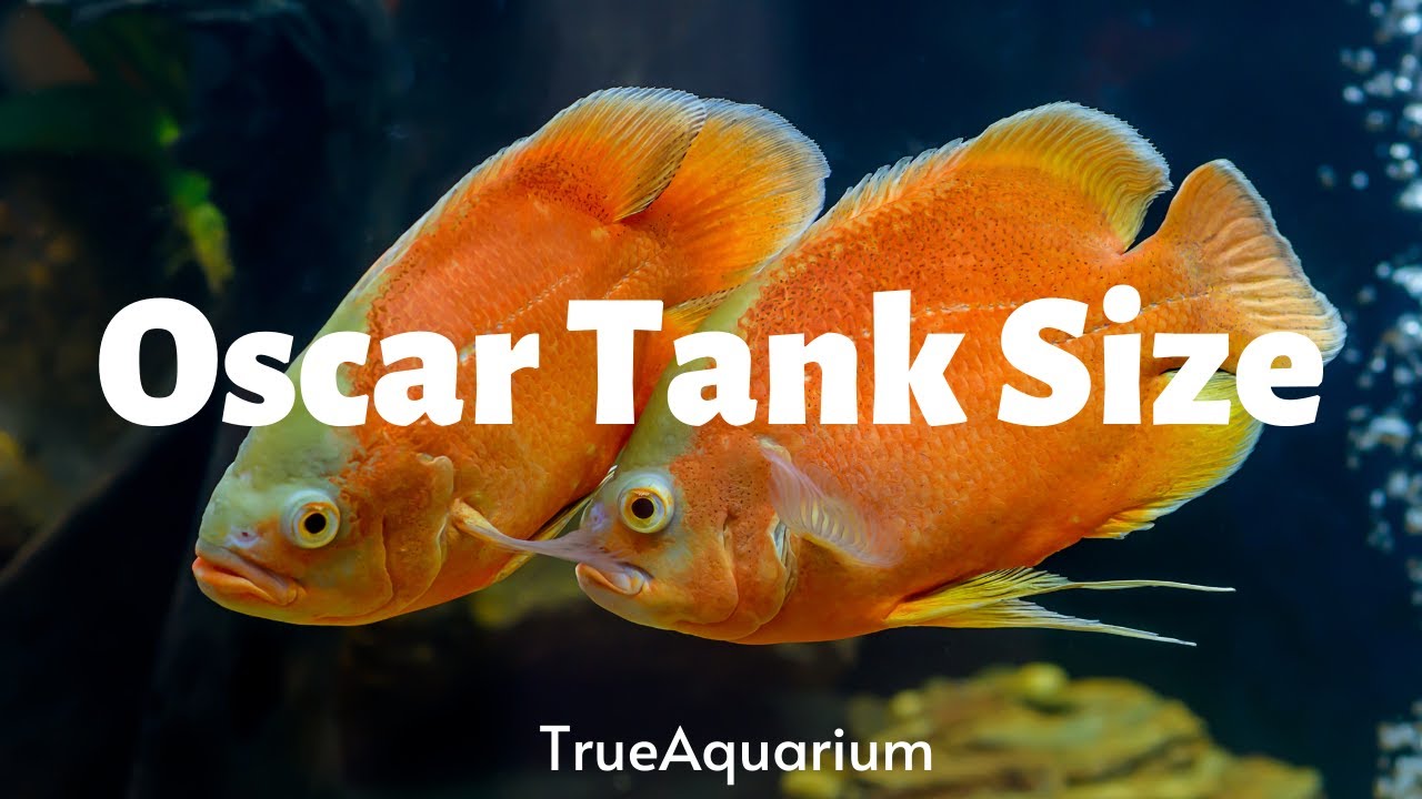 Oscar Tank Size - Complete Faqs - Youtube