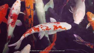 11. Lui5 - Que Más Pedir? G E O R G I A