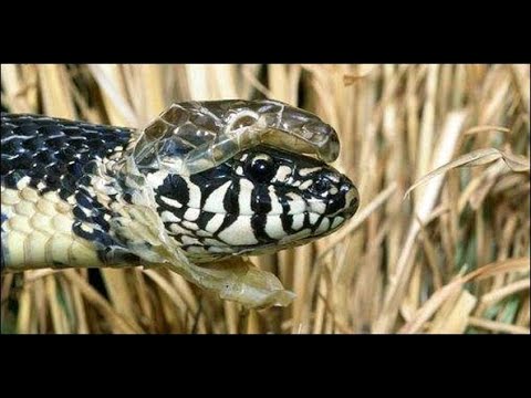 Как линяют змеи? Процесс сбрасывания старой кожи 🐍