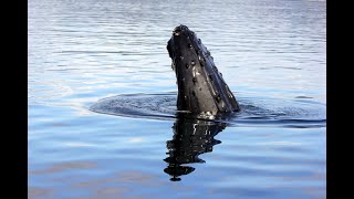 Discovery Marine Safaris delivers another incredible whale watching adventure